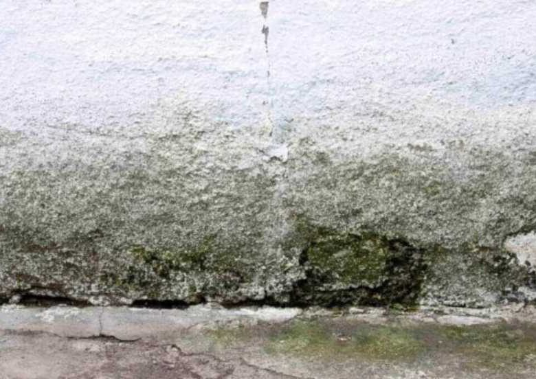 نظافت جلبک قارچ و کپک ها